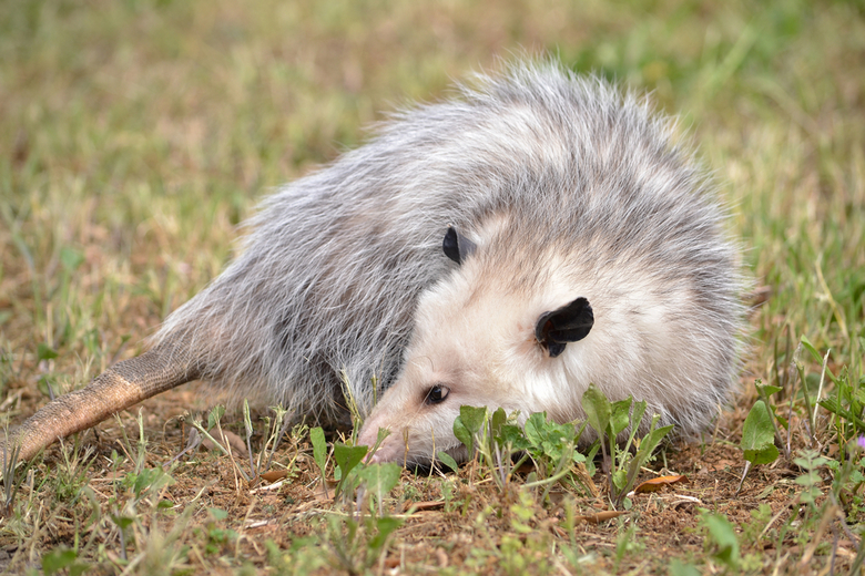 opossum laying down