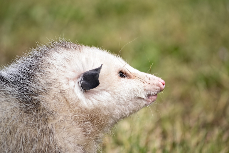 opossum