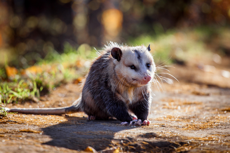 virginia opossum