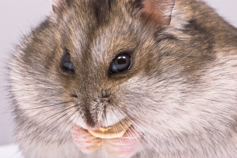 dwarf hamster eating