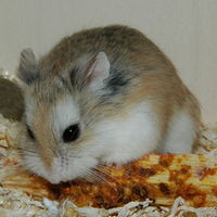 roborovski hamster