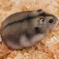 russian dwarf hamster