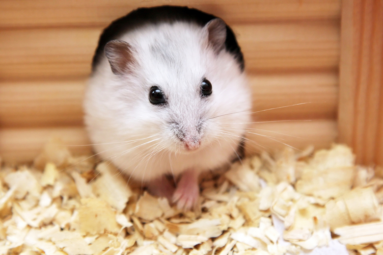 white dwarf hamster