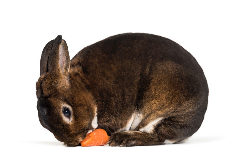 rex rabbit eating