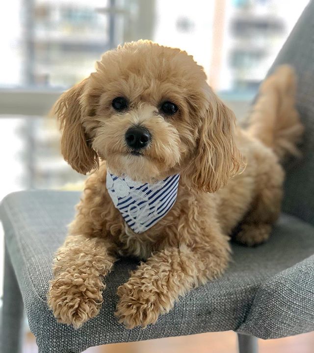 poochon teddy bear dog