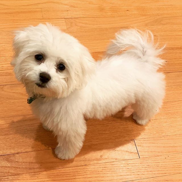 small white teddy bear dog