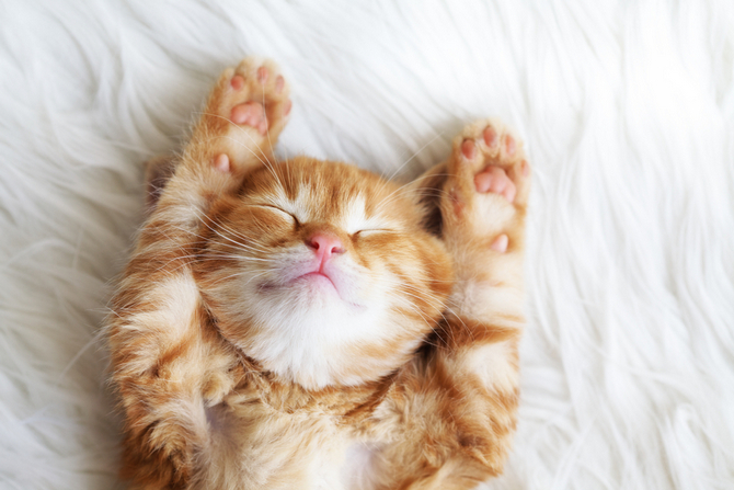 How Much Does It Cost To Declaw A Cat 9 Non Surgical Remedies