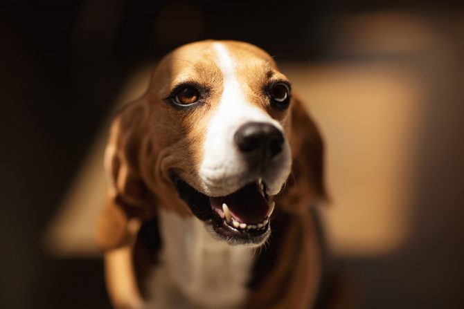 beagle dog