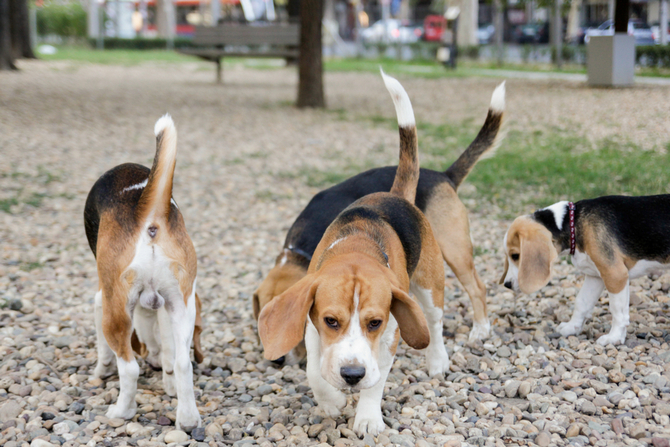 beagle harrier wags its tail