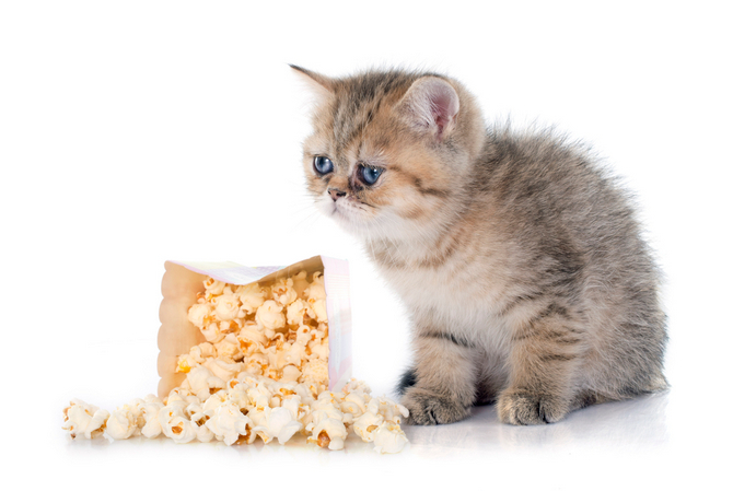 can cats eat popcorn