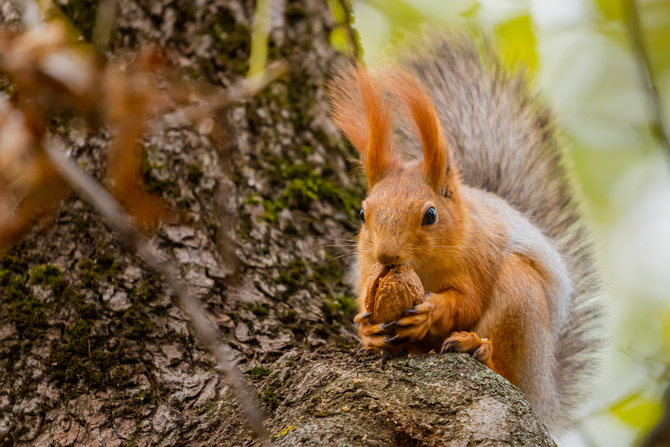 baby squirrels eat