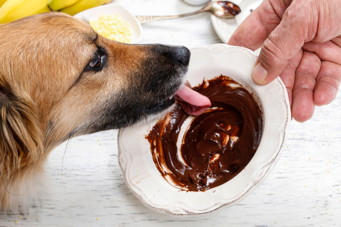 dog licking chocolate
