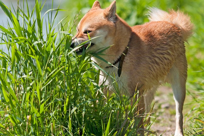 is it ok for puppy to eat grass