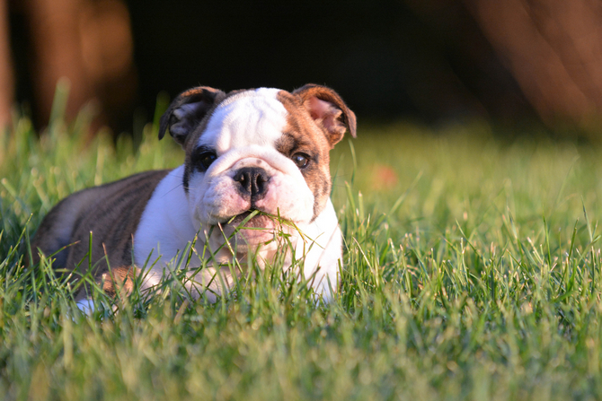 puppy eating grass