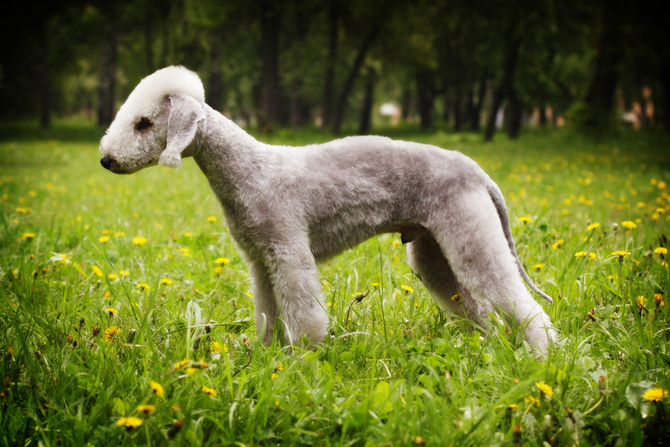 Bedlington Terrier