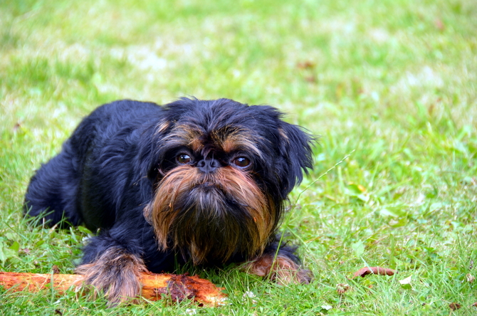 Griffon Bruxellois