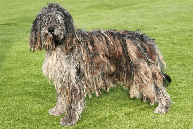 Bergamasco Shepherd