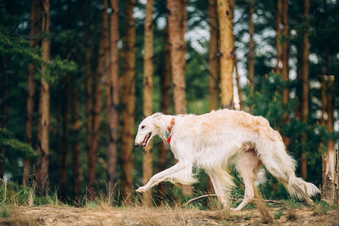 Borzoi