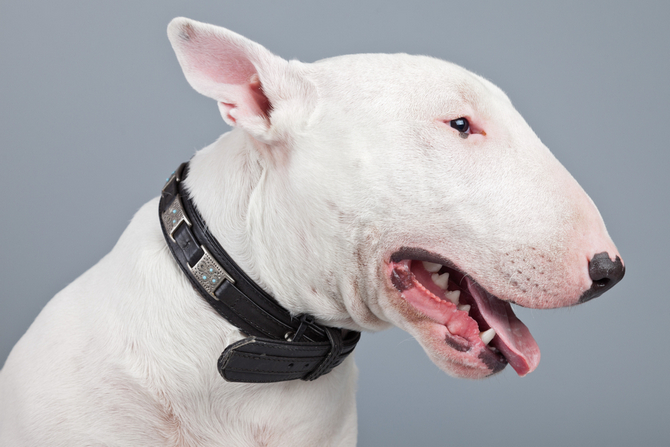 Top 10 Funny Dog Breeds You Would Love To Live With Pet Comments   Bull Terrier 