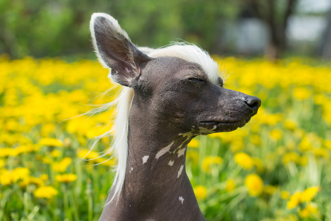 Chinese Crested Dog