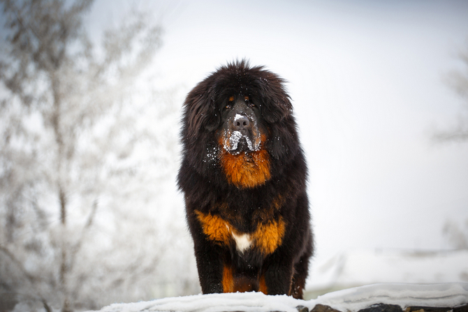 Tibetan Mastiff