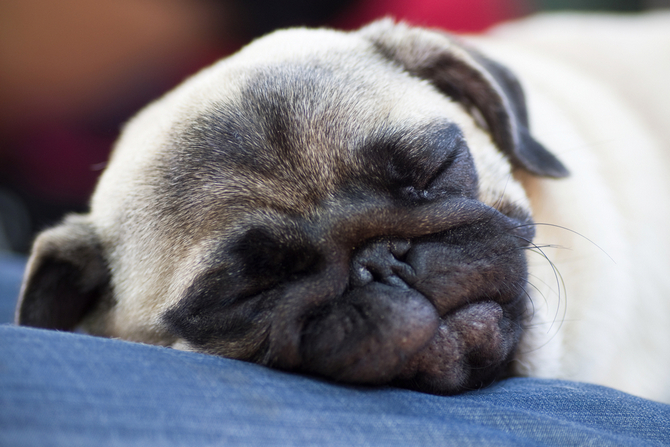 funny pug puppy sleeps