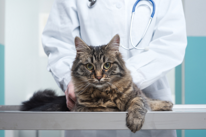 veterinarian and cat