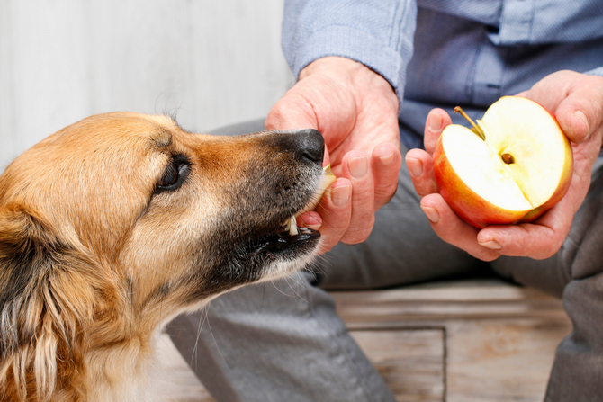 dog eat apple