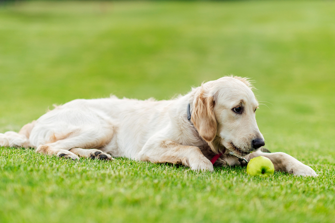 dog with apple