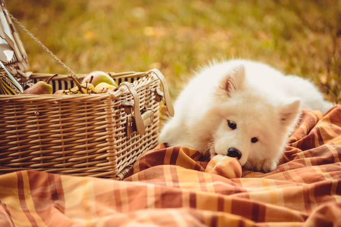 puppy eating peach