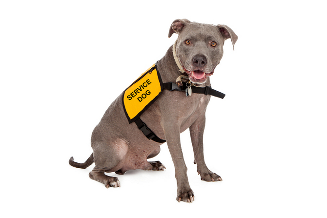pit bull wearing service dog
