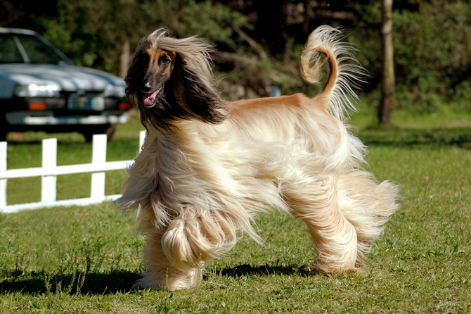 Big best sale hair dog