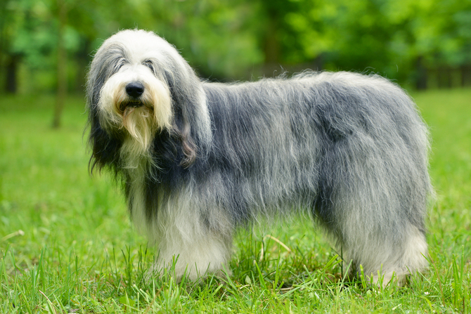 Top 13 Long Haired Dog Breeds Will Make You Envy Them | Pet Comments