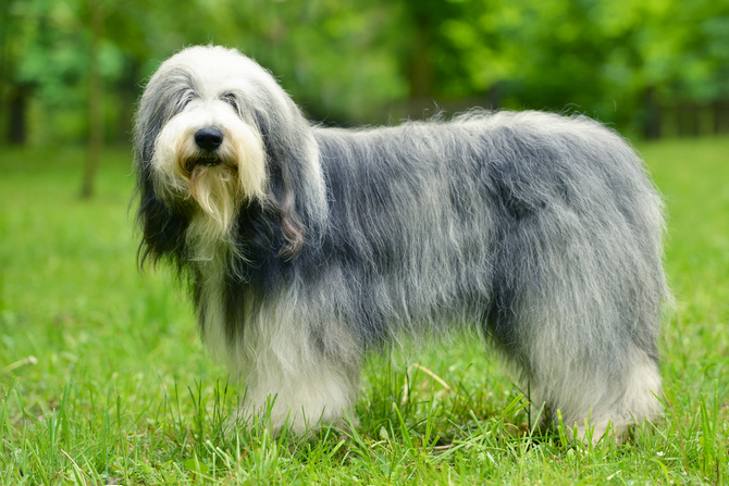 medium length dog hair