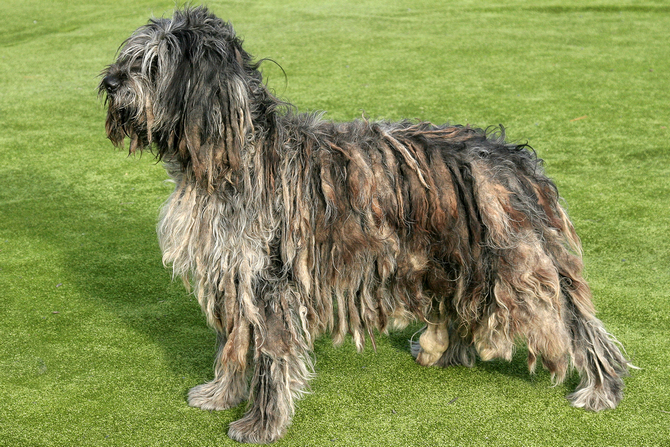 Bergamasco Shepherd