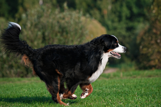 Bernese Mountain Dog