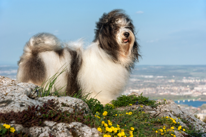 Havanese