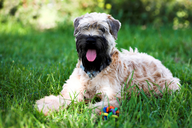 Soft-Coated Wheaten Terrier