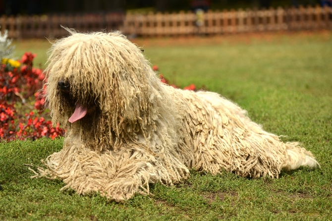 Dog with clearance long blonde hair