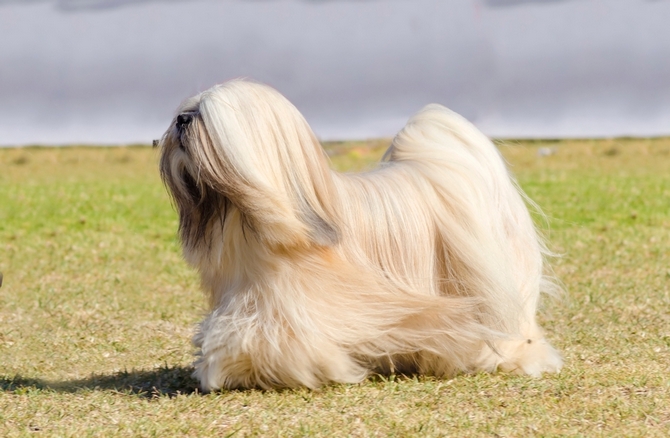 dog with long blonde hair