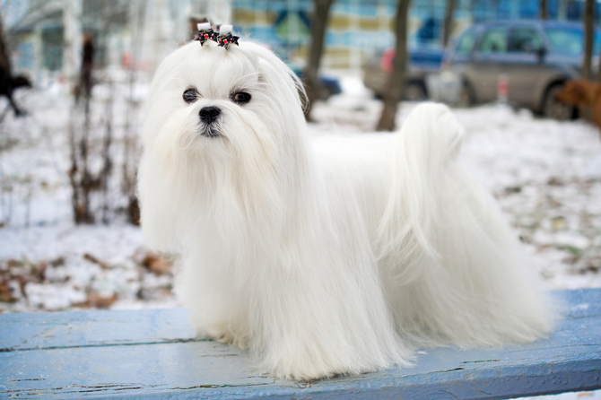 big white long hair dog