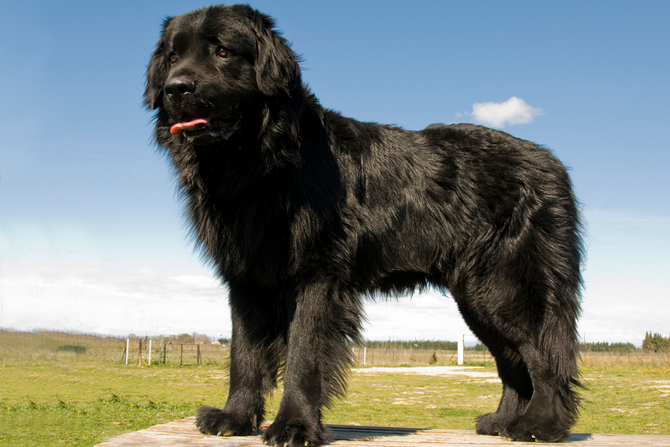 big black shaggy dog breeds