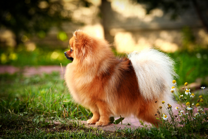 Pomeranian