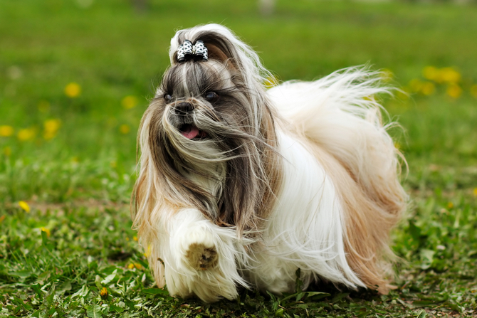 a long haired dog