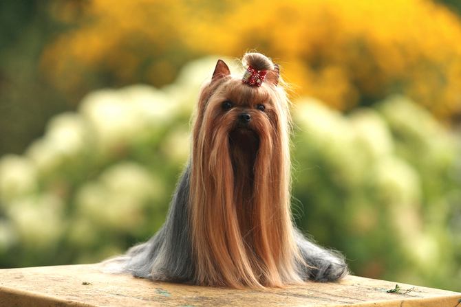 Straight long 2024 haired dog