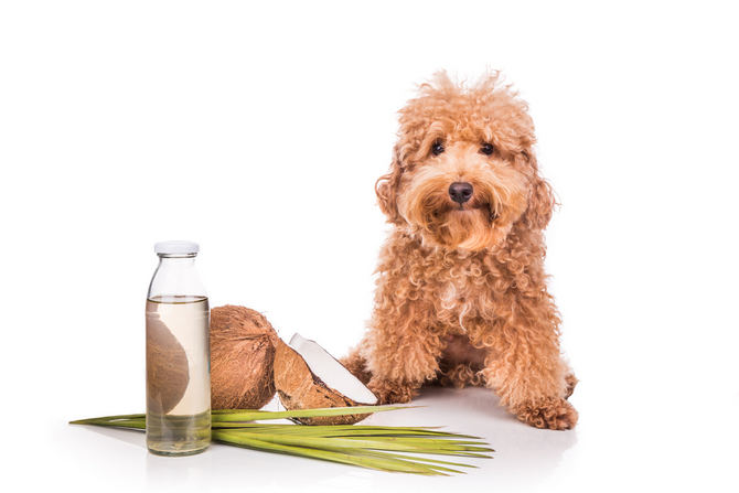 coconut oil for dog