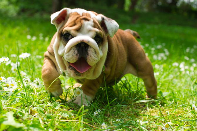 English Bull Dog