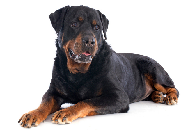 Rottweiler