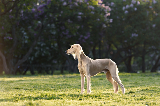 Saluki