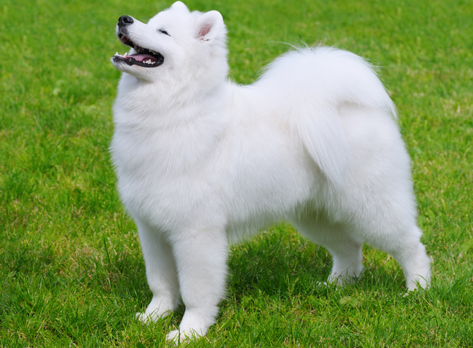 Samoyed